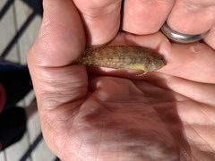Chasmodes bosquianus