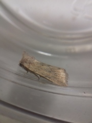 Photedes fluxa