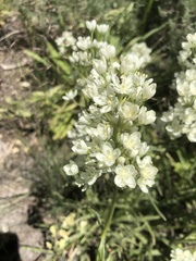 Melanthieae