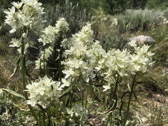 Melanthieae
