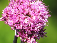 Adenostyles alliariae