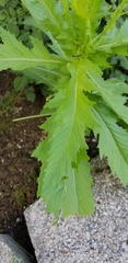 Erechtites hieraciifolius