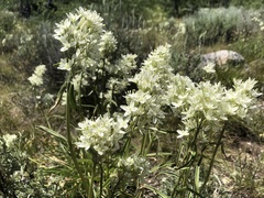 Melanthieae
