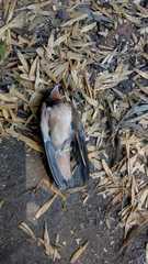 Hirundo rustica erythrogaster