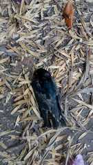 Hirundo rustica erythrogaster