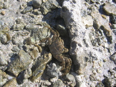Grapsus tenuicrustatus