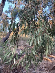 Eucalyptus sideroxylon