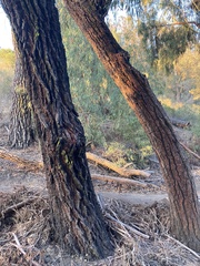 Eucalyptus sideroxylon