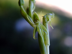 Habenaria pumila