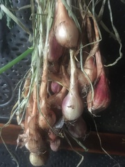 Allium cepa aggregatum