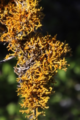 Dufourea flammea
