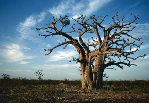 African baobab