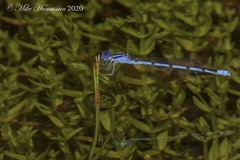 Enallagma doubledayi