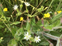 Stellaria littoralis