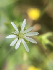 Stellaria littoralis