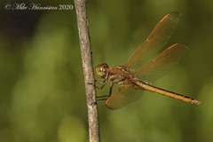 Libellula auripennis
