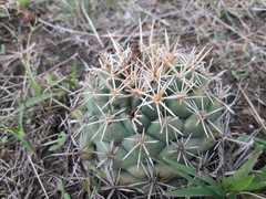 Coryphantha ottonis