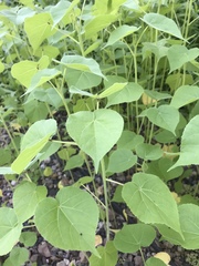 Abutilon theophrasti