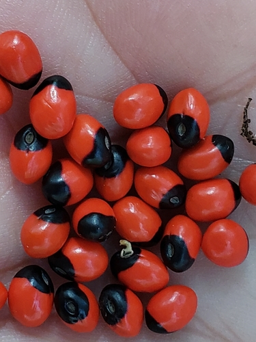 rosary pea