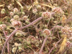 Chorizanthe cuspidata