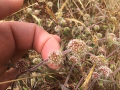 Chorizanthe cuspidata