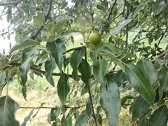 Pyrus salicifolia