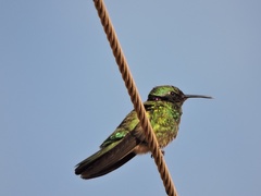 Colibri serrirostris