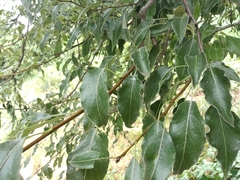 Pyrus salicifolia