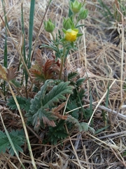 Potentilla pensylvanica