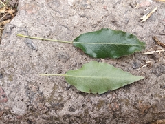 Pyrus salicifolia