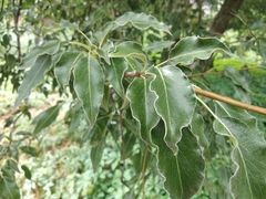 Pyrus salicifolia