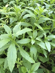 Erechtites hieraciifolius