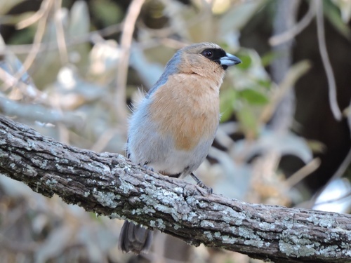 Cinnamon Tanager (Schistochlamys ruficapillus), photo 10