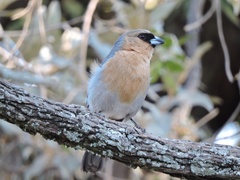 Schistochlamys ruficapillus