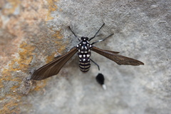 Horama plumipes
