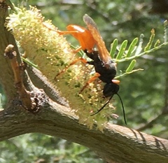 Sphex ashmeadi