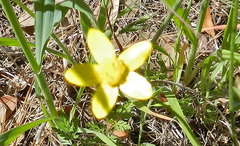 Ranunculus occidentalis