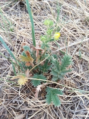 Potentilla pensylvanica