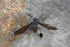 Horama plumipes