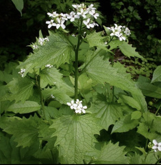 Alliaria petiolata