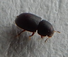 Cis okennoni