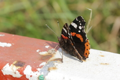 Vanessa atalanta