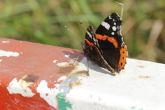 Vanessa atalanta