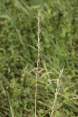 Ustilago perennans