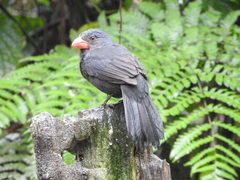 Saltator fuliginosus