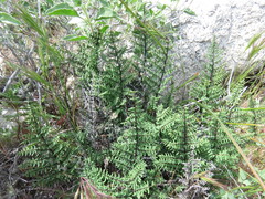 Pellaea mucronata mucronata