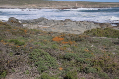 Teloschistes capensis