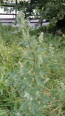 Chenopodium album