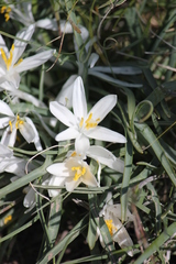 Leucocrinum montanum
