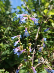 Penstemon albertinus